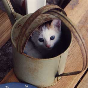 Water Kitty