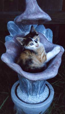 Potted Gremlin